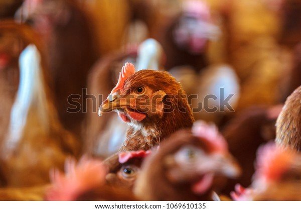 Chicken road nederland, chicken road gokspel